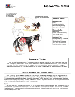 Tapeworms (Taenia) - East Fremantle Veterinary Clinic