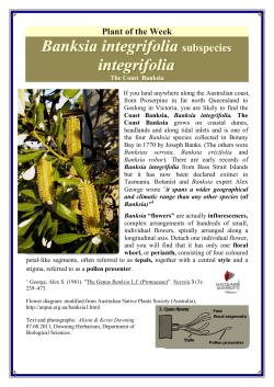 Banksia integrifolia integrifolia