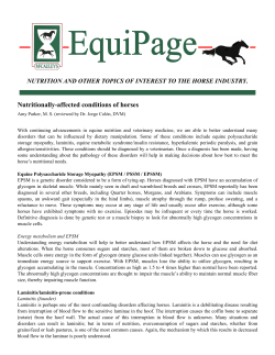 Growing More Durable Equine Athletes