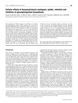 Cellular effects of deoxynojirimycin analogues: uptake, retention and