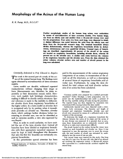 Morphology of the Acinus of the Human Lung