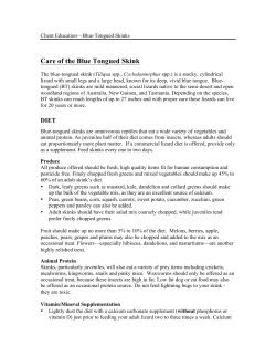 Care of the Blue Tongued Skink