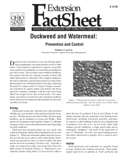 OSU Duckweed and Watermeal