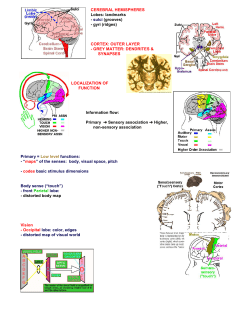 Outline for Feb 05, Cerebral Hemispheres