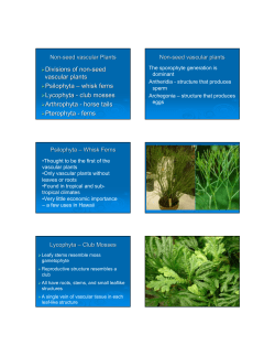 Divisions of non-seed vascular plants Psilophyta &ndash; whisk