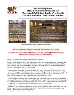 For the Beginner How a Poultry Showroom for &ldquo;Purebred Exhibition
