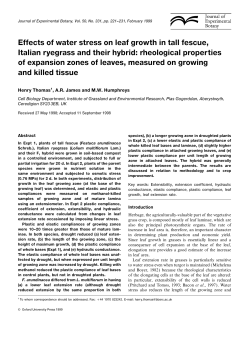 Effects of water stress on leaf growth in tall fescue