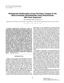 Phylogenetic Relationships among the Major