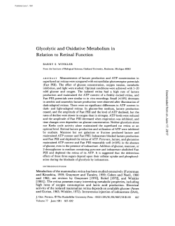 Glycolytic and Oxidative Metabolism in Relation to Retinal Function