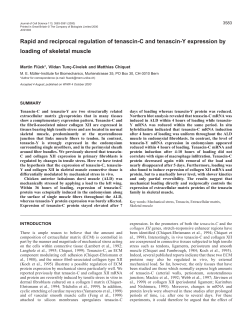 ECM components in loaded skeletal muscle