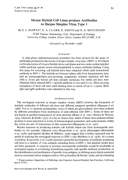 Mouse Hybrid Cell Lines produce Antibodies to Herpes Simplex