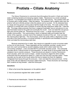 Protists &ndash; Ciliate Anatomy