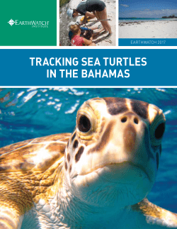 tracking sea turtles in the bahamas