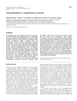Characterisation of α-dystrobrevin in muscle