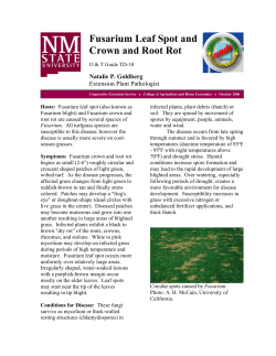 Fusarium Leaf Spot and Crown and Root Rot