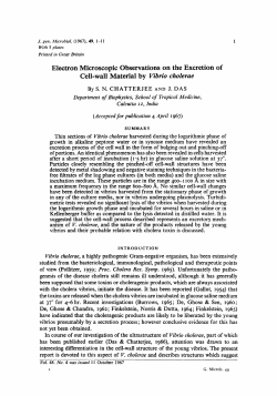 Electron Microscopic Observations on the Excretion