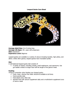 Leopard Gecko Care Sheet Average Adult Size: 6 to 9 inches long