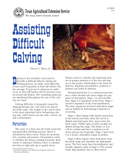Assisting Difficult calving