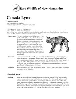 Canada Lynx