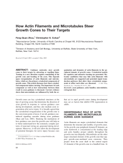 How actin filaments and microtubules steer growth cones to their