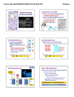 Gel Electrophoresis