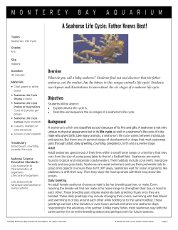 A Seahorse Life Cycle - Monterey Bay Aquarium