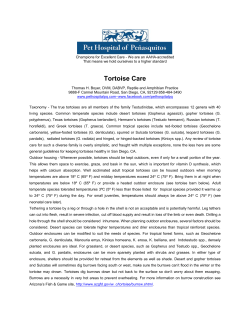 Tortoise Care - Pet Hospital of Penasquitos