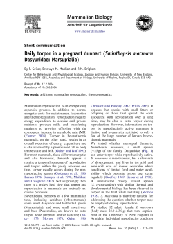 Daily torpor in a pregnant dunnart (Sminthopsis macroura