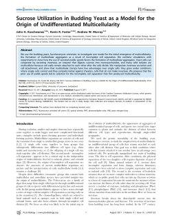 Sucrose Utilization in Budding Yeast as a Model for the Origin of