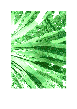 Long grassers on Larrakia land