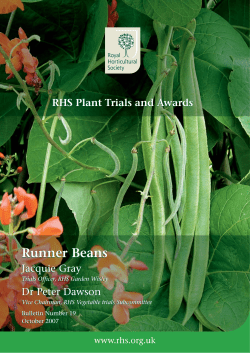 Runner Beans