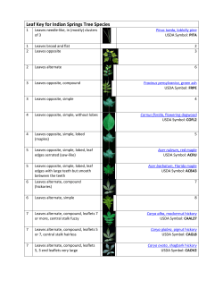 Leaf Key for Indian Springs Tree Species