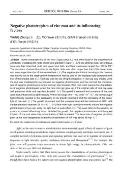 Negative phototropism of rice root and its influencing factors