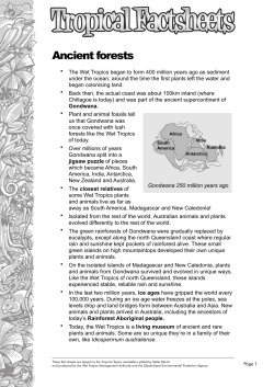 Ancient forests - Wet Tropics Management Authority