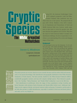 The White-breasted Nuthatches - American Birding Association