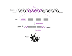 Bacterial RNA polymerase