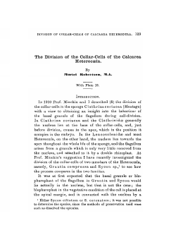 The Division of the Collar-Cells of the Calcarea Heteroccela.
