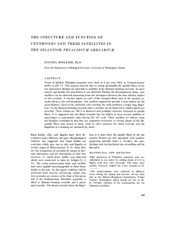 the structure and function of centrioles and their