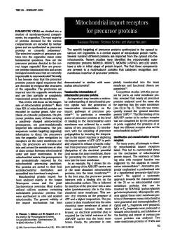 Mitochondrial import receptors for precursor proteins