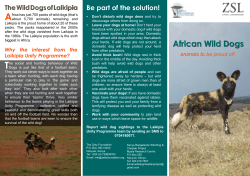 African Wild Dogs - Zeitz Foundation