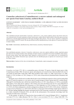 Commelina catharinensis (Commelinaceae): a