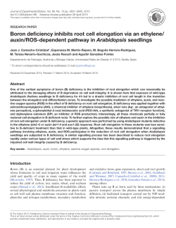 Boron deficiency inhibits root cell elongation via an ethylene/ auxin
