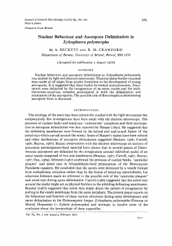 Nuclear Behaviour and Ascospore Delimitation in