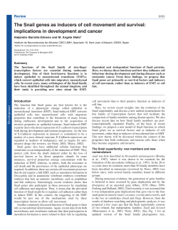 The Snail genes as inducers of cell movement and survival