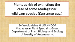 Plants at risk of extinction: the case of some Madagascar yam