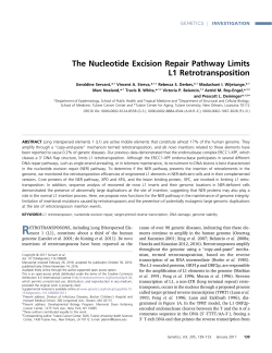 The Nucleotide Excision Repair Pathway Limits L1