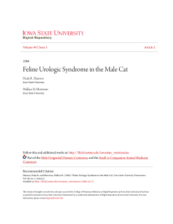 Feline Urologic Syndrome in the Male Cat