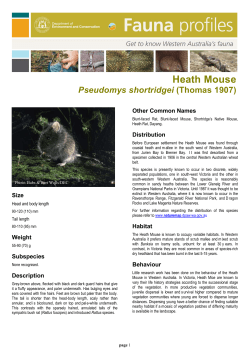 Heath Mouse - Department of Parks and Wildlife