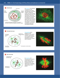 PROPHASE 1 PROMETAPHASE 2 METAPHASE 3 1072 PANEL 17