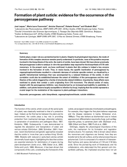Formation of plant cuticle: evidence for the occurrence of the